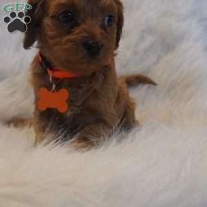Jupiter, Cavapoo Puppy